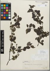 Foto von Salix myrsinifolia Salisb.